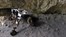 02_TIGER_Concept_in_Cave.jpg